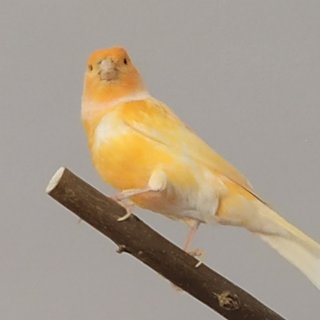 Poza 1