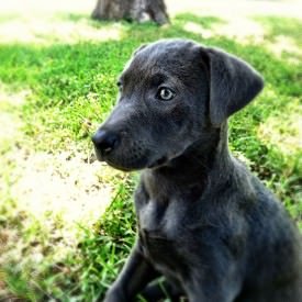Bella