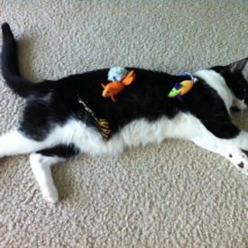 Mitzi