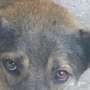 NALA