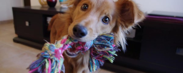 Daisy