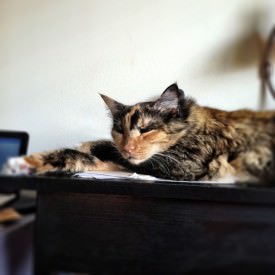 Misha