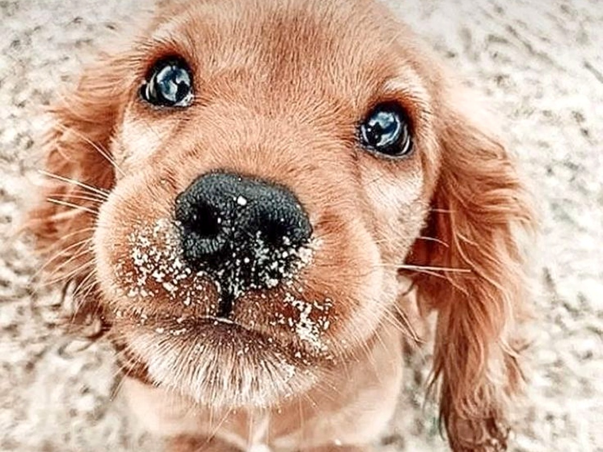 EU-Adopt